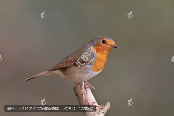 歐洲知更鳥