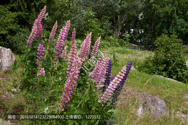 Pink,lupine,bush跟蹤