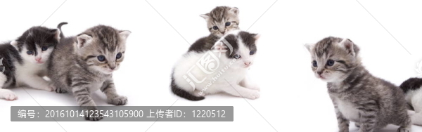 好奇的小貓