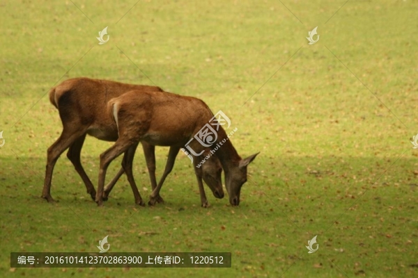 小鹿