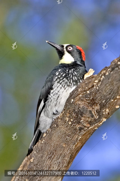 橡樹啄木鳥