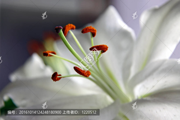 白色的百合花