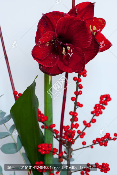 朱頂紅