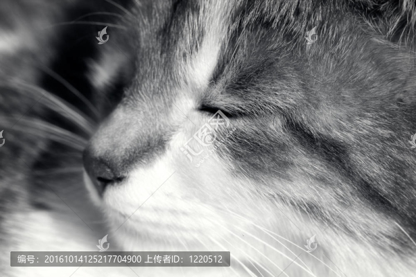 快樂的小貓