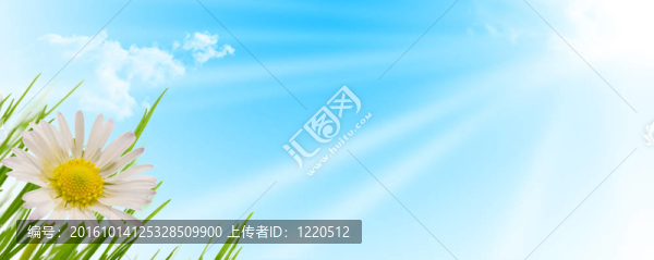 春天的花；草和太陽背景