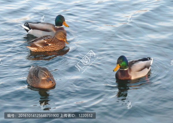 鴨子在水上