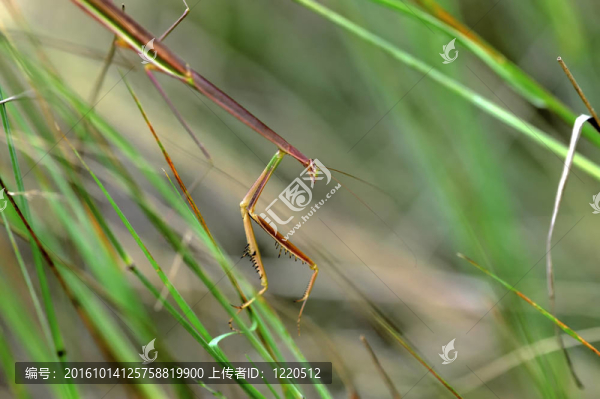 昆蟲宏觀；Laos