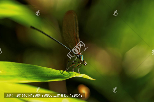 昆蟲宏觀；Laos