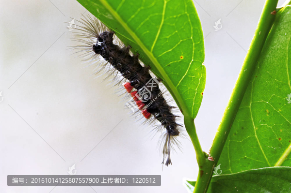 昆蟲宏觀；Laos