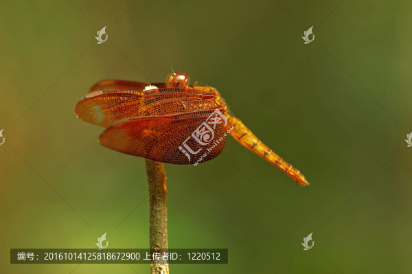 昆蟲宏觀；Laos