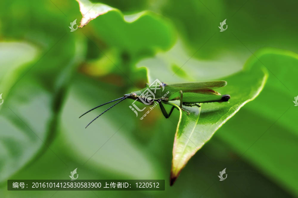 昆蟲宏觀；Laos