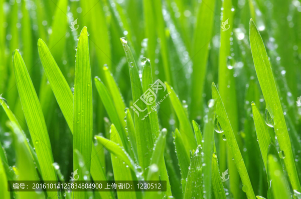 綠色的草坪