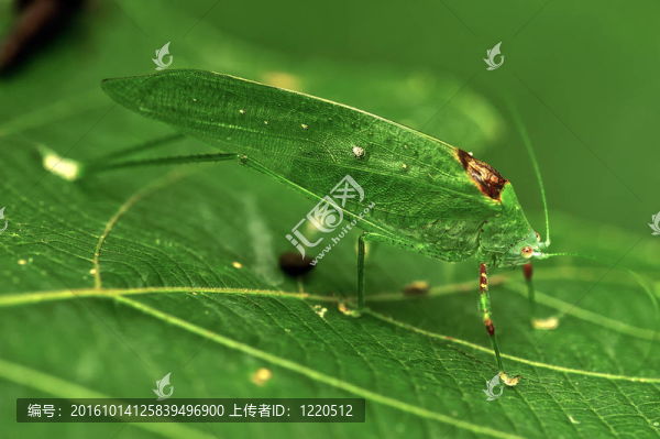昆蟲宏觀；Laos