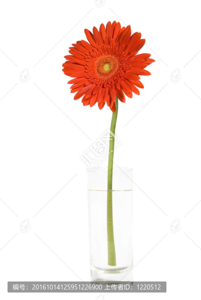 在一個玻璃紅Gerber