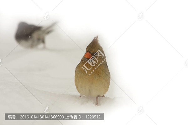 親愛的紅衣主教