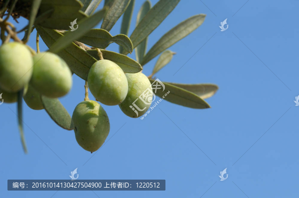 橄欖枝