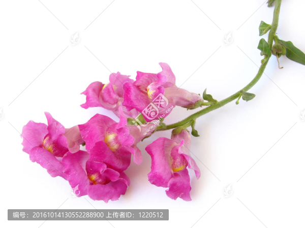粉紅色的花