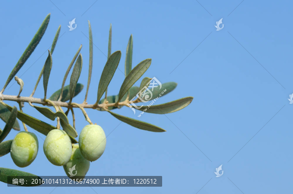 橄欖枝