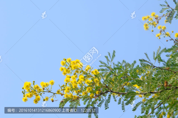 枝黃色花反對(duì)藍(lán)天