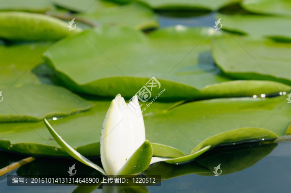 夏日的水百合花
