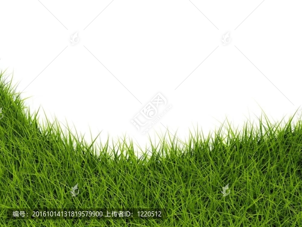 草特寫白色隔離
