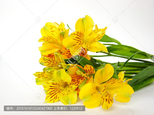 黃色的小百合花