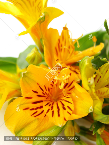 黃色的小百合花