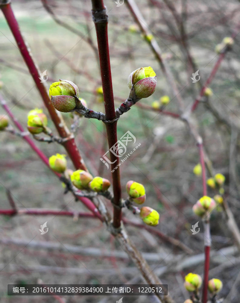 一個(gè)山茱萸科