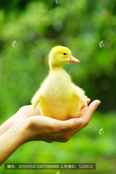 小鵝