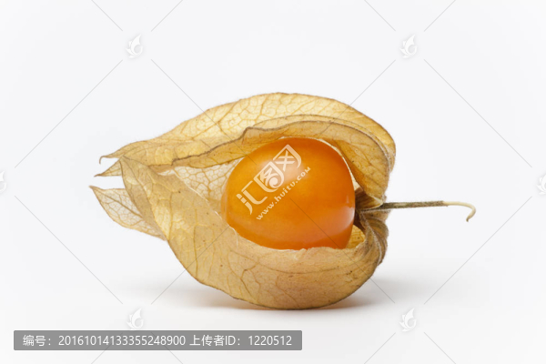 單毛