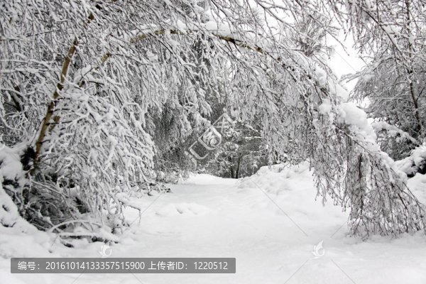 大雪中樹木和森林的冬季景觀