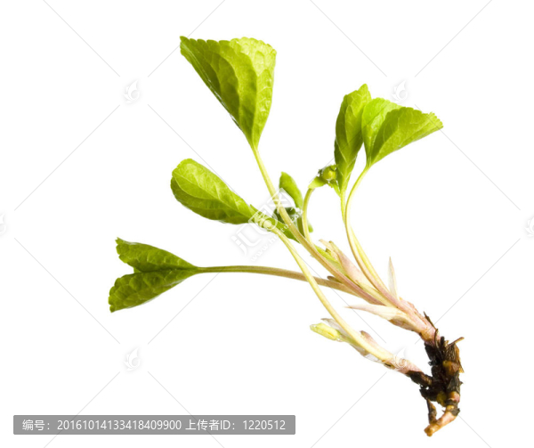 白鮮植物
