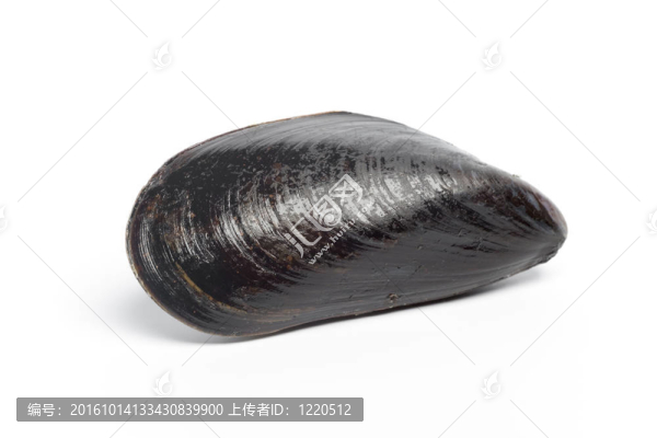 一個完整的貽貝