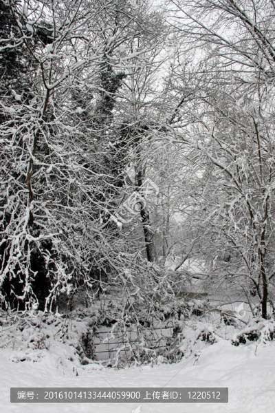 大雪中的樹木冬季景觀