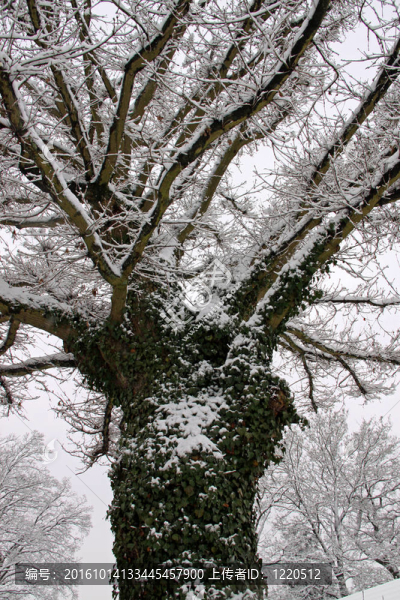 大雪中的樹木和森林