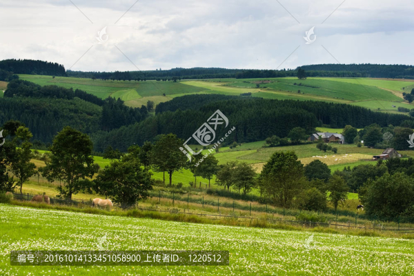 草地農業(yè)景觀；丘陵和農場