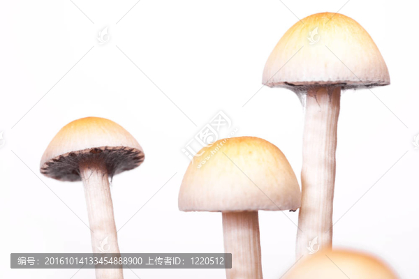 特寫鏡頭的蘑菇