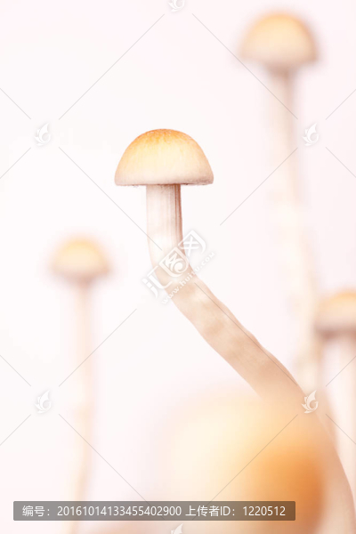 特寫(xiě)鏡頭的蘑菇