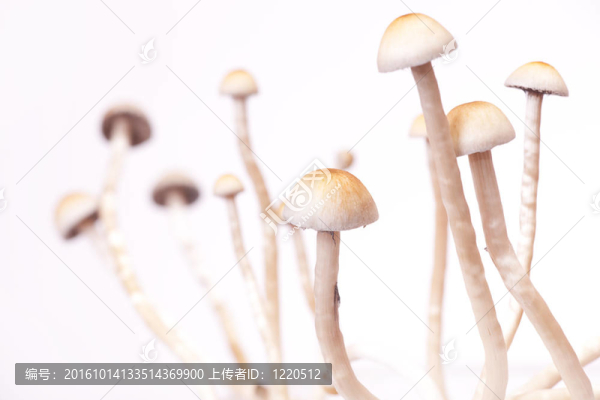 特寫鏡頭的蘑菇