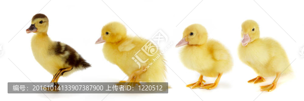 四的一種