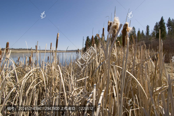 bullrushes