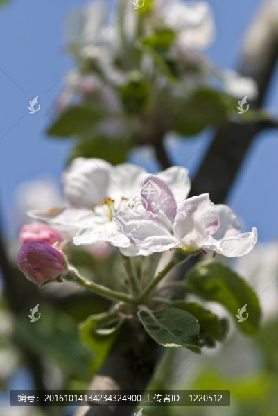 櫻花之春