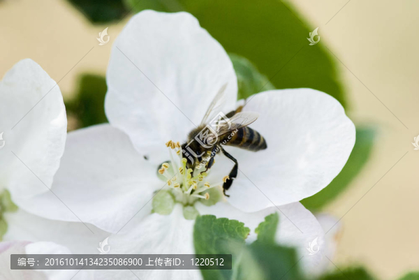蜜蜂在一個白色的花上