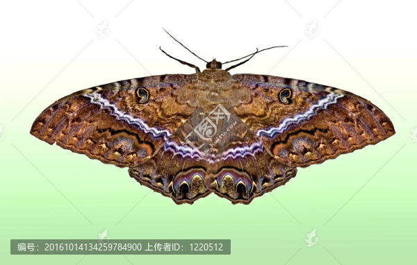埃里伯斯蛾