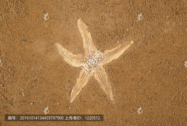 棕色沙灘上的海星
