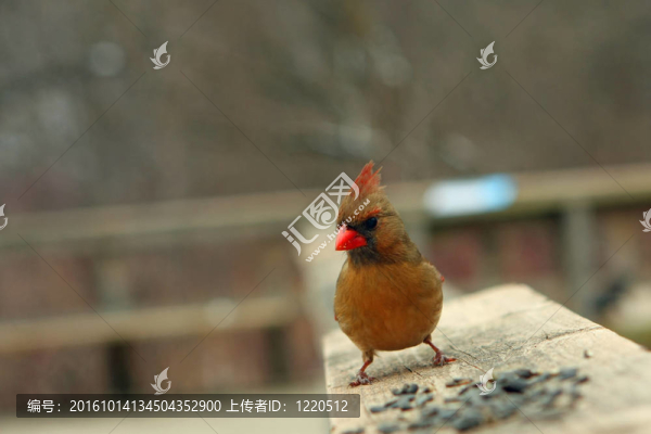 紅衣女