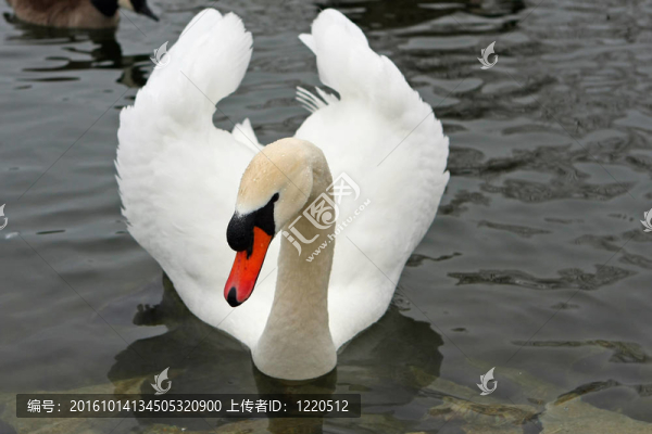 疣鼻天鵝