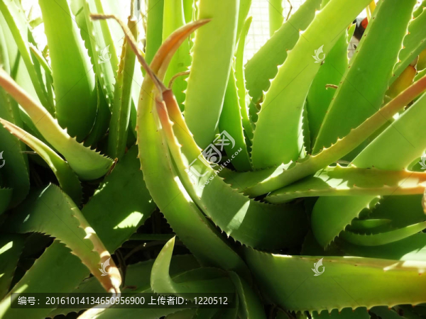 關閉Aloe,Vera,Plant
