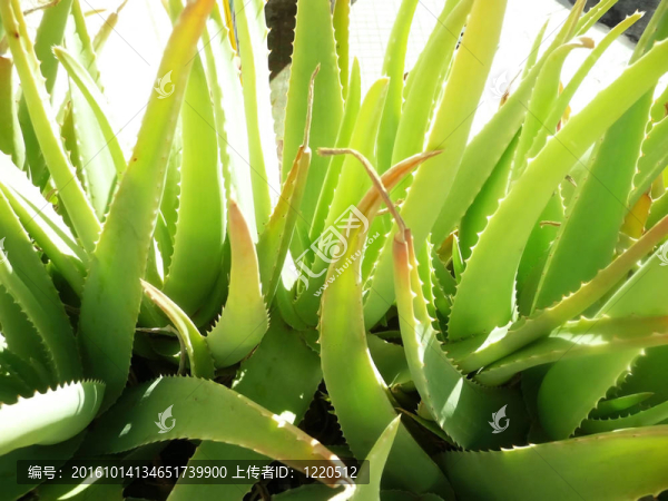 關(guān)閉Aloe,Vera,Plant
