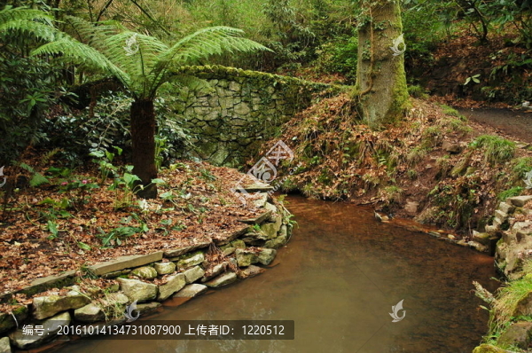 公園的小河plamtree